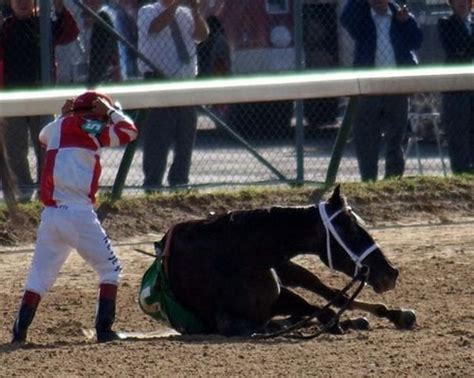 another horse dies from racing injury